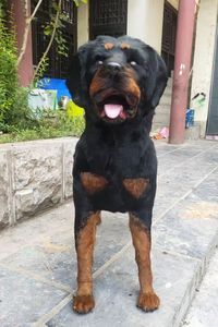 Estatua de Perro Rottweiler de Tamaño Real, Moderna y Realista, de Cuero Genuino, Accesorio de Halloween para Decoración del Hogar, Fotografía, Cumpleaños, Diwali - Product Image 3