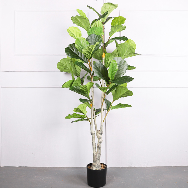 ต้นไทรใบใหญ่สูง 1.7 เมตร