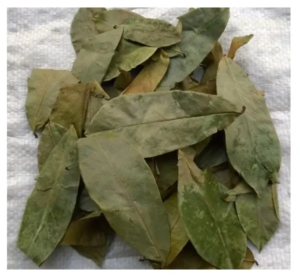 Hochwertiges getrocknetes loses Soursop-Blatt natürliche Graviola frische wilde Pflanze Blätter Früchte Tisane-Tee