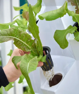 Nuevo Sistema de Cultivo Vertical Hidropónico Motorizado para el Hogar con Componente de Bomba Automática PLC y Garantía de 6 Meses - Product Image 5