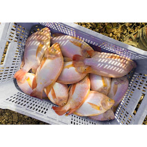 <span class=keywords><strong>Poisson</strong></span> Tilapia Rouge Congelé <span class=keywords><strong>de</strong></span> Qualité Supérieure, Tilapia <span class=keywords><strong>d</strong></span>'<span class=keywords><strong>Eau</strong></span> <span class=keywords><strong>Douce</strong></span> Fraîche Congelée - Product Image 1