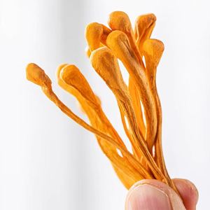 Flor <span class=keywords><strong>de</strong></span> Cordyceps Dorada <span class=keywords><strong>de</strong></span> Alta Calidad, Flor Natural <span class=keywords><strong>de</strong></span> Cordyceps Militaris Amarilla, Cordyceps <span class=keywords><strong>Cabeza</strong></span> <span class=keywords><strong>de</strong></span> Leopardo, <span class=keywords><strong>Hongo</strong></span> Comestible - Product Image 4
