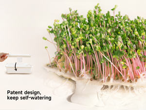 ชุดปลูกต้นไม้ไมโครกรีนส์ถาดปลูกต้นไม้พร้อมฝาปิดชุดเพาะต้นอ่อนวัสดุ PP - Product Image 3