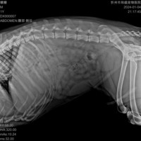 Máquina de Rayos X Digital DR Veterinaria Más Popular, Sistema de Radiografía para Hospitales y Clínicas