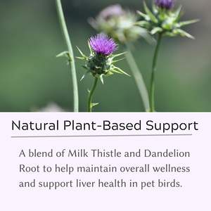 Complément de Chardon-Marie et de Racine de Pissenlit pour Oiseaux – Poudre de Soutien Hépatique Actif – Formule Hépatique pour Perroquets - Product Image 3