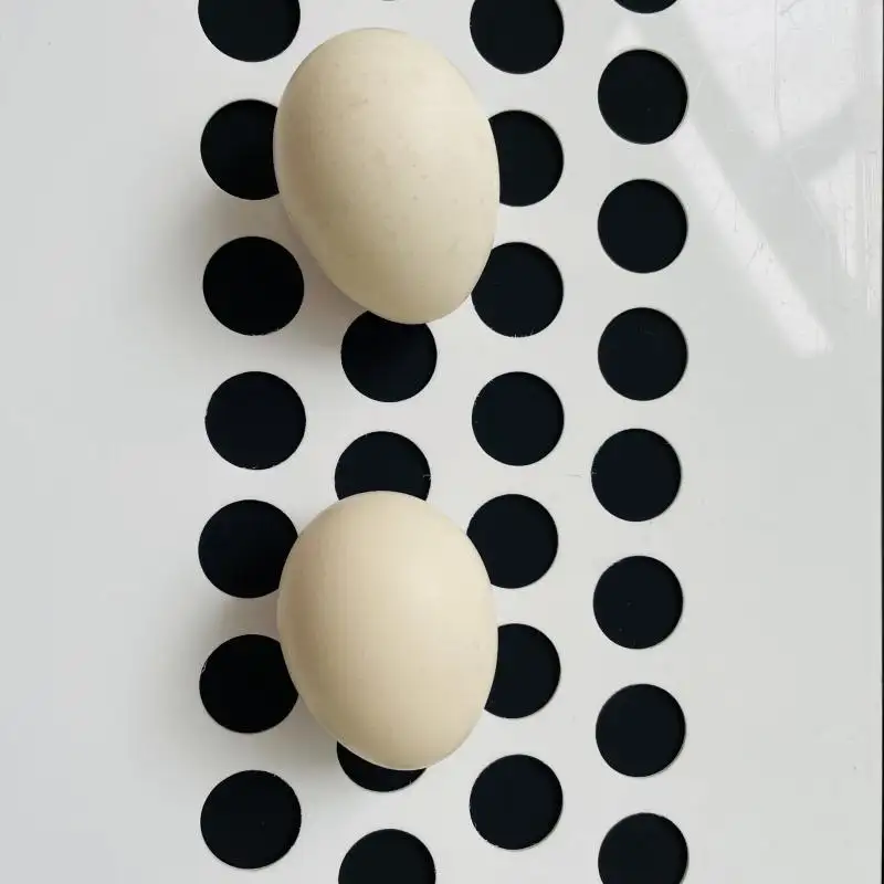 Ceinture avec convoyeur d'œufs, économique, vendus en petits magasins