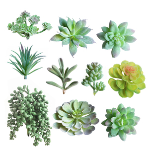 Suculentas <span class=keywords><strong>Echeveria</strong></span> de hilado de cactus - Product Image 1