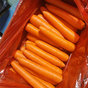 Carottes Fraîches de Qualité Supérieure 150-200g Fournisseur Chinois Vente en Gros Prix Export par Tonne Carotte Gajar Ninjin Danggeun Wortel <span class=keywords><strong>Gezer</strong></span> - Product Image 6