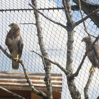Filets à mailles pour cages à oiseaux, 4 pièces, vente d'usine, pour caneaux, en acier inoxydable, filet de treillis métallique, maille aérienne