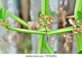 Imalayan-herbaria, - Product Image 3