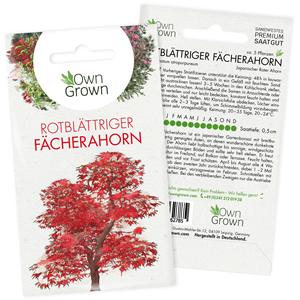 Bonsái de arce rojo japonés Premium, paquete de 5 plantas para suministros de jardín, bonsái de arce rojo japonés en crecimiento - Product Image 6