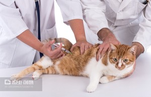 PRP cho động vật và chó và mèo chữa lành - Product Image 3