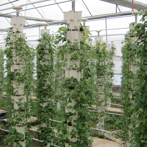 Invernadero de sistema hidropónico agrícola de película plástica de varios tramos a la venta Invernadero comercial de túnel bajo para cultivo de caracoles - Product Image 3
