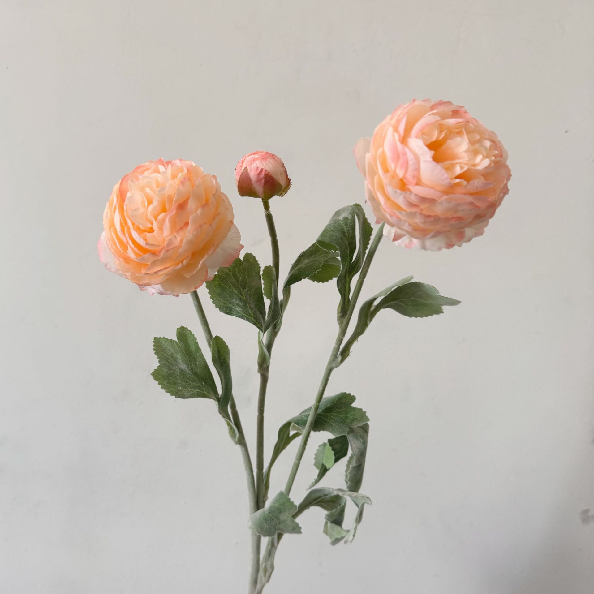 color coral