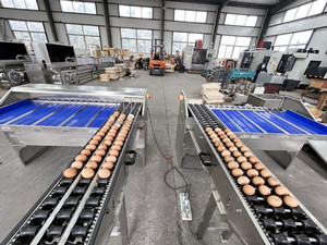 Máquina Profesional Totalmente Automática para Pesar, Clasificar y Calibrar Huevos de Ganso, Pollo y Codorniz - Product Image 4