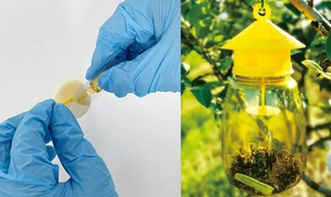 Orientalische Fruchtfliegen-Pheromonköder Fest 2ml Hocheffiziente Umweltfreundliche Ungiftige Insektenfallenlösung Bactrocera Dorsalis - Product Image 3