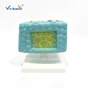 VIC3214 โมเดลการผ่าตัดสัตว์ไฮดรา สำหรับการสอนวิชาชีววิทยาในโรงเรียนมัธยมต้นและมัธยมปลาย และเป็นโมเดลสัตว์สำหรับวิทยาศาสตร์ - Product Image 4