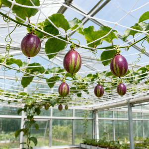 <span class=keywords><strong>Filet</strong></span> de treillis en plastique PP vert <span class=keywords><strong>Filet</strong></span> de support de légumes pour plantes grimpantes Rouleau 15*15cm - Product Image 4