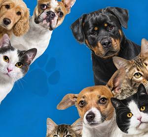 <span class=keywords><strong>Aceite</strong></span> <span class=keywords><strong>de</strong></span> Frutas Orgánico Libre <span class=keywords><strong>de</strong></span> <span class=keywords><strong>THC</strong></span> para Perros y Gatos, 500,000mg, Extraído con CO2, Refuerzo Inmunológico, Estimulante del Apetito, Seguro, Vida Útil <span class=keywords><strong>de</strong></span> 2 Años - Product Image 4