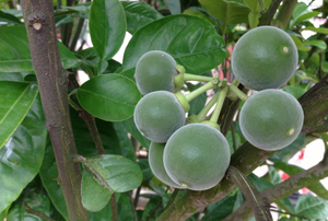 Huajuhong สารสกัดจากส้ม reticulata สมุนไพรแห้ง1กก. สำหรับการกำจัด<span class=keywords><strong>เสมหะ</strong></span>ควบคุมสุขภาพทางเดินอาหาร - Product Image 4