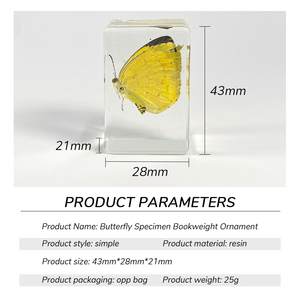Beau vrai <span class=keywords><strong>papillon</strong></span> <span class=keywords><strong>taxidermie</strong></span> spécimen résine motif Animal cadre Collection Unique biologique Photo affichage <span class=keywords><strong>taxidermie</strong></span> - Product Image 3