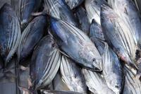 Longe de thon à listao précuite congelée sac de filet de poisson propre unique emballage sous vide longe de thon précuit congelé