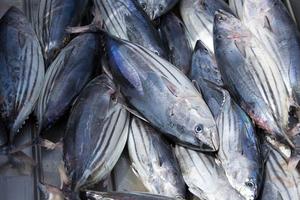 Lomo de atún barrilete precocinado congelado, bolsa de filete de pescado de limpieza única, envasado al vacío, lomo de <span class=keywords><strong>pez</strong></span> patudo precocinado congelado - Product Image 5