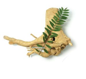 Iso Fabriekslevering <span class=keywords><strong>Tongkat</strong></span> <span class=keywords><strong>Ali</strong></span> <span class=keywords><strong>Extract</strong></span> Supplement <span class=keywords><strong>Tongkat</strong></span> <span class=keywords><strong>Ali</strong></span> Wortel <span class=keywords><strong>Extract</strong></span> <span class=keywords><strong>Capsule</strong></span> <span class=keywords><strong>Tongkat</strong></span> <span class=keywords><strong>Ali</strong></span> <span class=keywords><strong>Extract</strong></span> <span class=keywords><strong>Capsule</strong></span> - Product Image 3