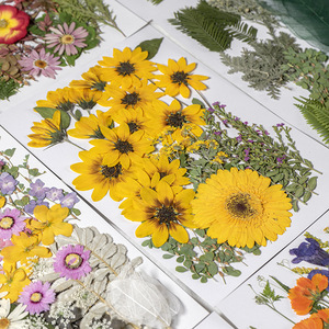 Grandi <span class=keywords><strong>Fiori</strong></span> Essiccati Naturali Pressati per Resina, <span class=keywords><strong>Fiori</strong></span> Botanici Colorati per Nail Art Fai da Te, Sapone, Artigianato, Segnalibri - Product Image 1