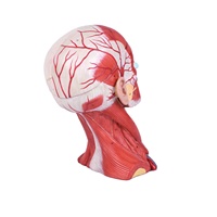 Modèle de dissection crânienne en 10 parties pour les nerfs et les vaisseaux cérébraux, avec muscles de la tête, pour l'enseignement de l'anatomie médicale, en PVC, pour la formation médecins et les étudiants en médecine