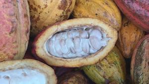 SUMINISTRO SUPERIOR CACAO EN POLVO PURO DE ALTA CALIDAD DE VIET NAM Sra. Holiday - Product Image 2