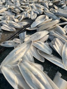 Meilleure vente d'os de seiche de 13 à 18cm, coupé d'os de seiche de seiche séchée pour oiseaux - Product Image 5