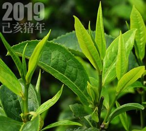 Pu Er White Natural Loose Spring <span class=keywords><strong>Original</strong></span> <span class=keywords><strong>Tea</strong></span> White Puer <span class=keywords><strong>Tea</strong></span> en venta - Product Image 5