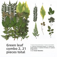 Bunga Kering Asli Daun Bunga Kering untuk Pembuatan Perhiasan Resin Kerajinan Scrapbooking DIY Pembuatan Sabun Lilin Dekorasi Kuku