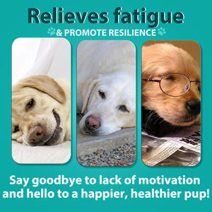 Oimmal Herbal Extract <span class=keywords><strong>Hemp</strong></span> Pet Suplemento Dog Calming Mastiga Private Labels Calming Pet Food Calming Treats para Cães - Product Image 5