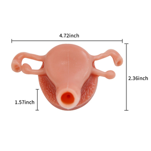 Tıbbi Eğitim Modeli İnsan Rahimi Anatomik Modeli Endoskopi Uygulaması El-Göz Koordinasyonu ve Temel Klinik Beceri Eğitimi - Product Image 2