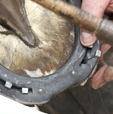 <span class=keywords><strong>Caballo</strong></span> saltador <span class=keywords><strong>Herraduras</strong></span> - Product Image 2