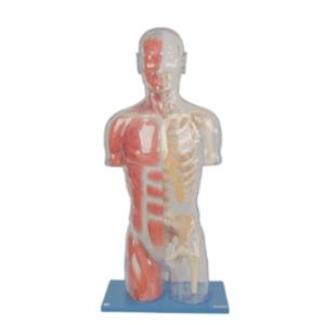 Modelo Transparente de Medio Cuerpo con Huesos y Músculos, Material de PVC para Uso Escolar - Product Image 1