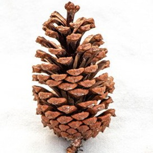 สารสกัดจากดอกบัวและเกสรรากพลัตติโคดอนบดละเอียด เกรดอาหาร ความบริสุทธิ์สูง มีปริมาณมาก - Product Image 6