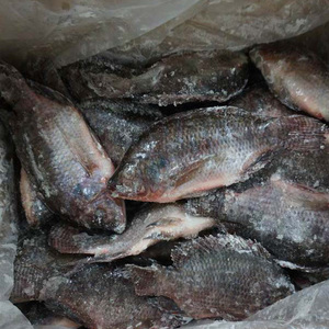 Nuevo atrapar negro Tilapia congelado carne - Product Image 3