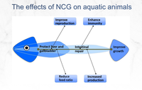Acide aminé de haute qualité 97% N-carbamylglutamate (NCG) Additif pour l'alimentation des porcs Augmentation du nombre de porcelets nés vivants Vente en gros