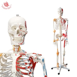 Modelo de <span class=keywords><strong>Esqueleto</strong></span> Humano FRT002-2, <span class=keywords><strong>Articulaciones</strong></span>, Ligamentos <span class=keywords><strong>y</strong></span> Músculos Anatómicos con Color, Modelo de <span class=keywords><strong>Esqueleto</strong></span> Humano Desmontable - Product Image 2