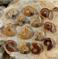 Ammonite entière polie naturelle agatisée, spécimen d'Ammonite de Madagascar, pierre minérale de guérison pour collection et décoration intérieure