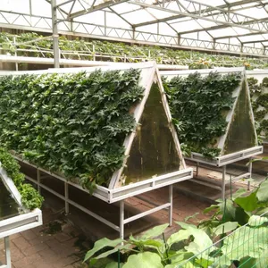 Hệ Thống Canh Tác Aeroponic Với Chất Lượng Cao Cho Nhà Kính Phim