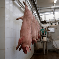 Équipement d'abattage de porcs, crochet à poulie pour ligne d'abattage de porcs personnalisée à haute efficacité
