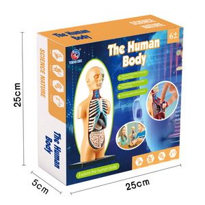 Moldes de Juguetes de Órganos Humanos Miniatura en Oferta para la Enseñanza Escolar - Product Image 3