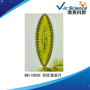 ชุดสไลด์โปรโตโซอาและสาหร่าย 20 ชิ้น สำหรับไมโครสโคปเพื่อการศึกษา - Product Image 4