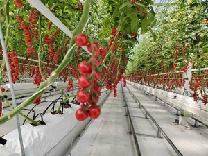 Soporte Pequeño Galvanizado para Tomates Hidropónicos en Invernaderos Agrícolas, Soporte para una Cosecha Óptima - Product Image 5