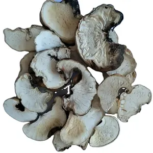 Natural and dried whole part Engleromyces goetzi fungus mushroom wild