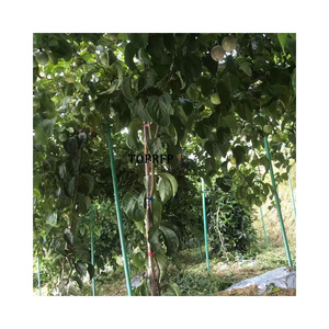 Support de colonne en fibre de verre sur mesure pour plantes de fruit de la passion, pour l'agriculture et le jardinage extérieur - Product Image 1